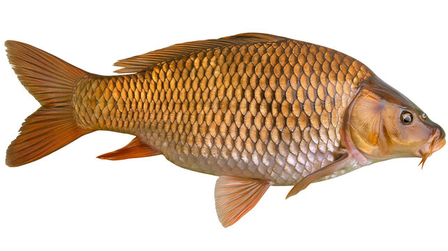 Golden carp fish with detailed scales, isolated on transparent background