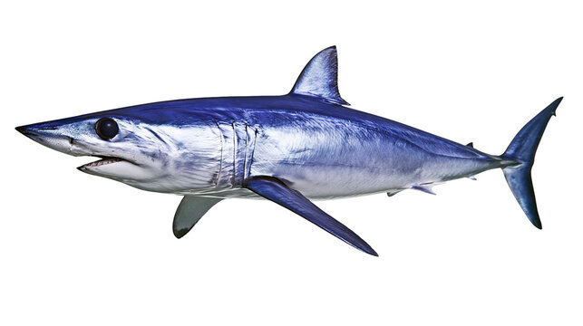Blue mako shark swimming, isolated on transparent background