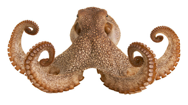 Brown octopus with textured skin and curled tentacles, isolated on transparent background