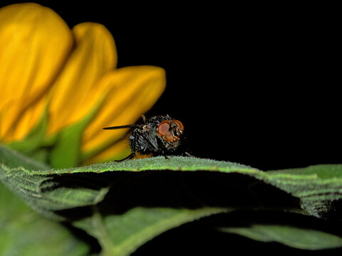 housefly,Musca domestica  resting on sunflower