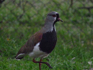 Fototapeta premium black headed gull