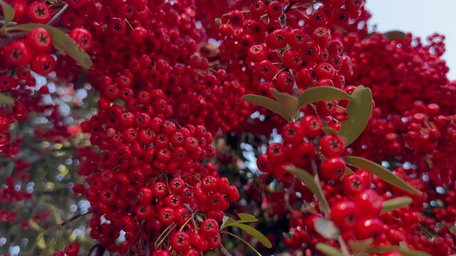 Close up panning of dense clusters of bright red Pyracantha berries on a bush with green leaves. Sunny autumn day