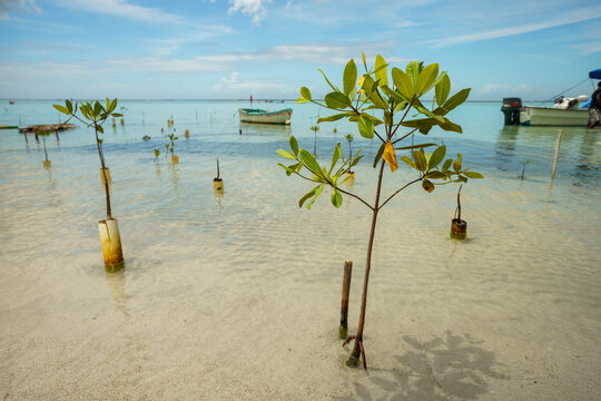 Young mangrove saplings planted in clear shallow ocean water as part of a coastal restoration project