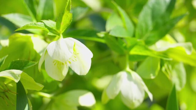 Close-up video of a bee collecting pollen from white flowers in bright spring sunlight. Natural pollination and blooming garden plants