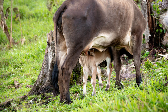 A cow in a field feeding and caring for her calf