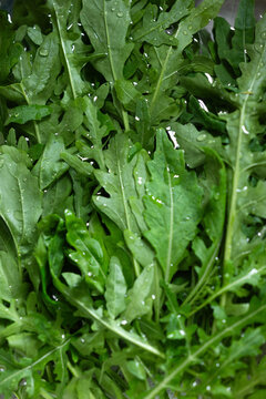 Fresh arugula leaves with water droplets close-up texture