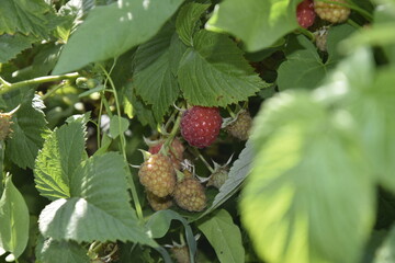 Ripe red raspberry growing on bush with green leaves © Sergey