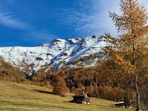 Picturesque autumn mountain landscape in the Engadine, Switzerland, featuring glowing golden larch trees and majestic snow covered alpine peak of Piz Arina in the background.