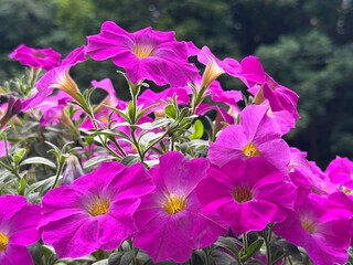 Obraz premium Petunia beautiful pink flowers in garden
