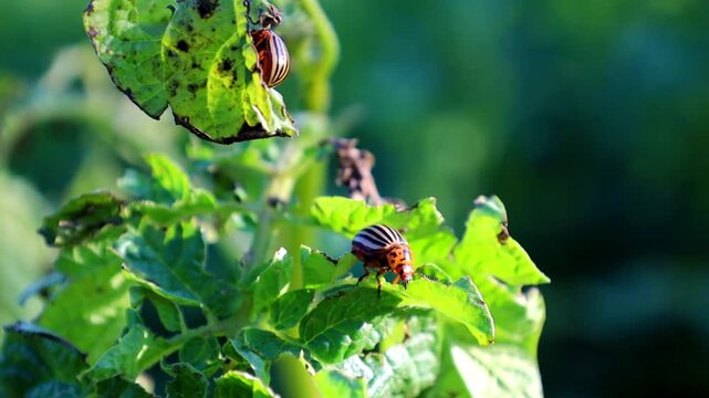Colorado potato beetles sit actively on damaged green potato leaves in the garden in summer. Dangerous pests destroy agricultural plants during growth. Agriculture, protecting crops from insects and p