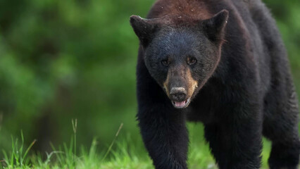 American Black Bear Walking Toward Camera in Green Forest Setting, North Carolina © Banu