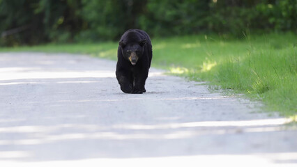 American Black Bear Walking Along Rural Road in North Carolina Forest, Direct Approach Shot © Banu