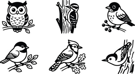 Six different forest birds perched on branches and tree trunks © Royal Ability