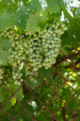 Obraz premium Fresh green grapes hang from vine behind chain-link fence