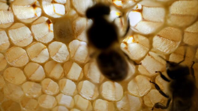 Ultra close-up sliding through yellow honeycomb frames, bees in motion inside hive. Insects tending to brood and wax cells in organic apiary setting. Agricultural, biological, eco-themed content.