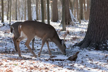 Deer. The white-tailed deer,also known as the whitetail or Virginia deer in winter on snow. White tailed deer is the wildlife symbol of Wisconsin  and game animal of Oklahoma. © Denny