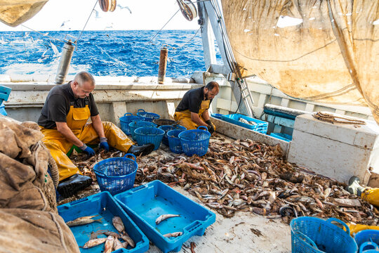 Fishermen sort fresh seafood catch on boat deck at sea