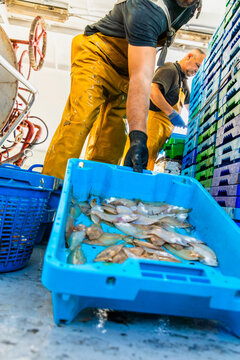 Fishermen sorting fresh fish in crates on a fishing boat