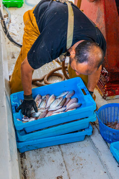 Fisherman sorting fresh fish in blue crate on boat deck