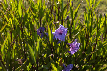 Low angle close up of purple ruellia flower on green plant under strong back light. Beautiful dramatic botany background on sunny summer day in june, mediterrranean vegetation, detail view. © Vlad Rakin