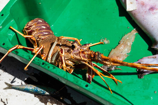 Fresh spiny lobster in green fishing crate