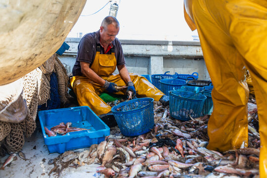 Fisherman sorting fresh catch on fishing boat deck at sea
