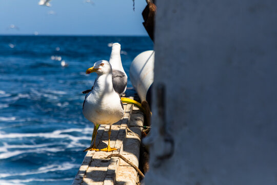 Seagull on fishing boat rail above blue sea horizon