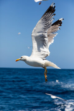 Seagull in flight above ocean with blue sky background