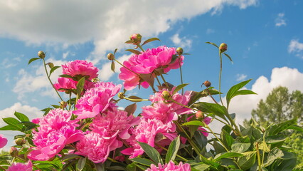Peonies in the wind against the sky © allegro60