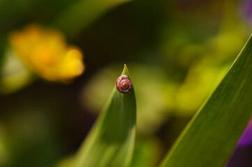 Small Garden Snail Perched on the Tip of a Green Leaf Blade © Яна Павлова