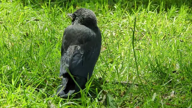 Close up of a cute young juvenile jackdaw bird sitting on green grass in summer, static shot