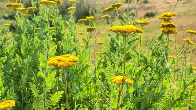 Close-up of vibrant yarrow blossoms in wild grassland