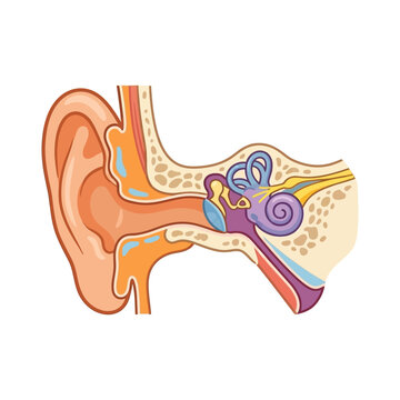 A detailed anatomical illustration of the human ear showing internal structures.