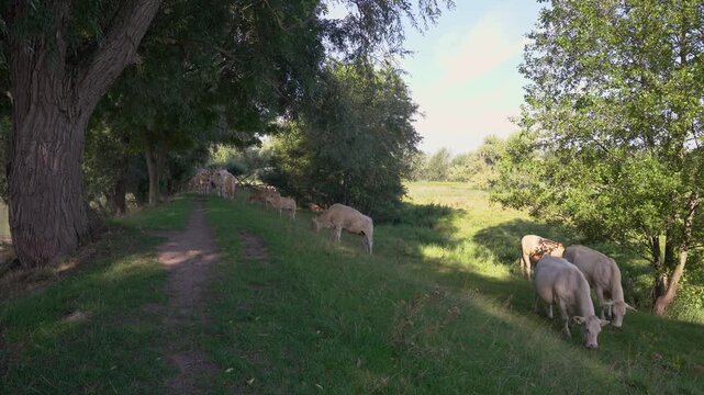 Charolais Cattle Herd Grazing and Resting in the Shade of Willow Trees by a River in the Netherlands, Peaceful Summer Afternoon.