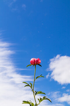 Single pink peony bloom against blue sky with cloud