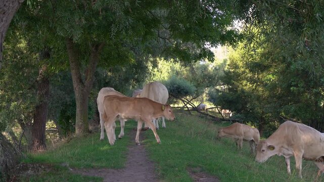 Charolais Cattle Herd Grazing and Resting in the Shade of Willow Trees by a River in the Netherlands, Peaceful Summer Afternoon.