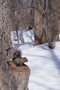 Squirrel on the bark of a tree