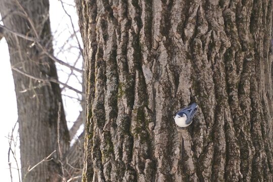 White-breasted Nuthatch on the bark of a tree in canada