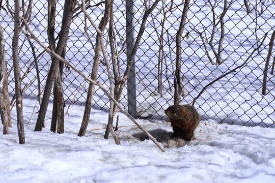 hedghog in winter in a park in canada