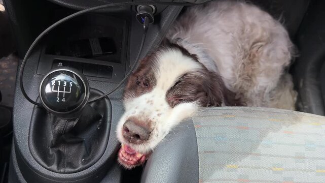 A funny, sleepy Springer Spaniel dog lies on the passenger seat of a car, with its mouth open, near a manual gear shift lever.