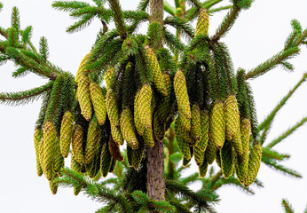 A group of immature female cones of a Norway spruce (Picea abies) hanging from branches © sebi_2569