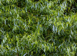 Foliage of a Curly Willow, scientifically known as Salix matsudana - Tortuosa © sebi_2569