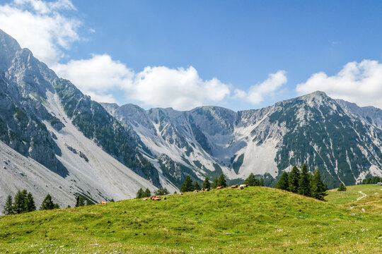 Cows resting on alpine pasture under rocky peaks