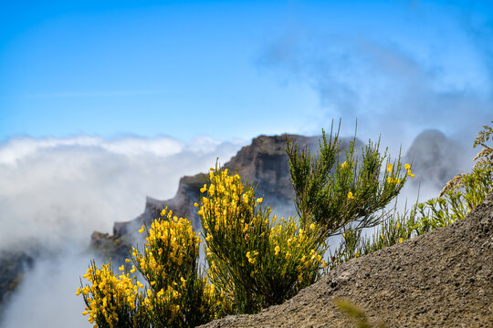 Yellow broom flowers blooming above the clouds