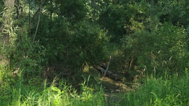 A fallen tree trunk lies hidden inside a dense green thicket