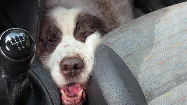 A funny, goofy Springer Spaniel dog rests its head on a car seat, with its mouth wide open, next to a manual gear stick shift.