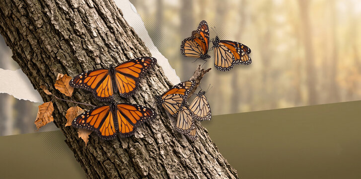 Monarch butterflies resting on a tree trunk during migration in a panoramic natural history collage