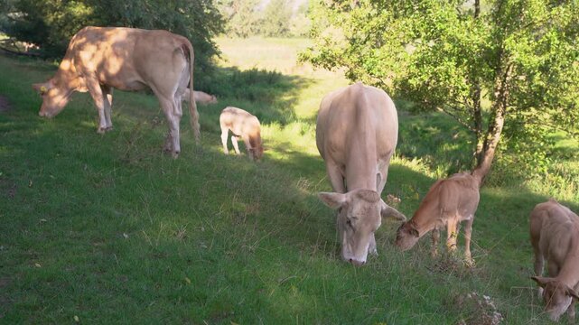 Charolais Cattle Herd Grazing and Resting in the Shade of Willow Trees by a River in the Netherlands, Peaceful Summer Afternoon.
