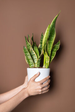 Hand holding potted snake plant on brown background
