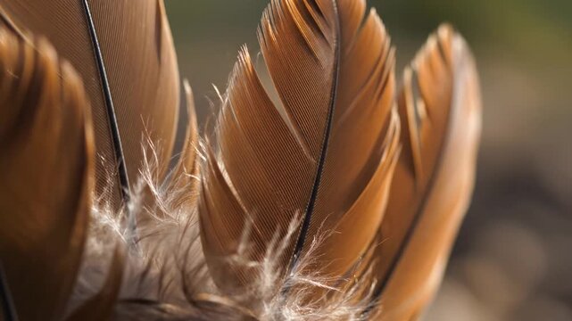 Close-up of brown chicken feathers with downy texture in natural light